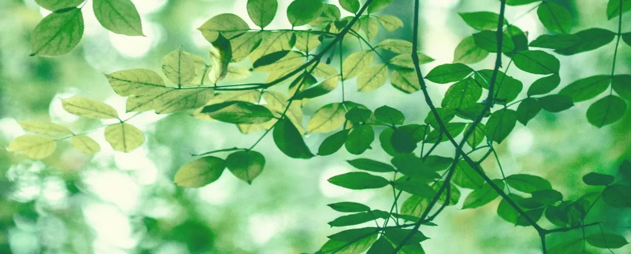 Rejuvenate Therapy Dunstable - Leaves